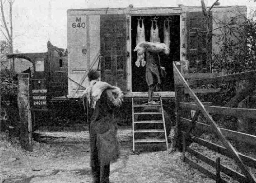 Loading meat into an SK insulated container at a West Country farm