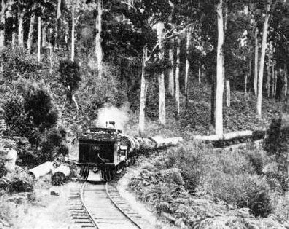 A LOG TRAIN on a private timber line at Manjimup in Western Australia.